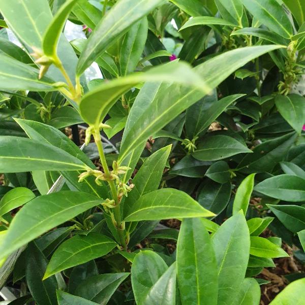 Sarcococca Fragrant Mountain | Winter Sweet