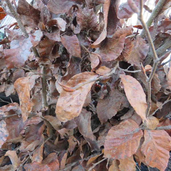 Fagus Sylvatica Atropunicea (Bundle of 5) | Purple beech