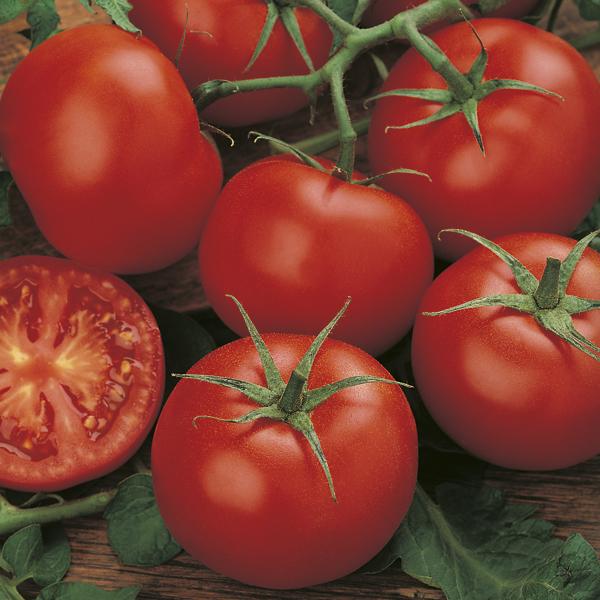 Tomato Moneymaker (50 Seeds) FG