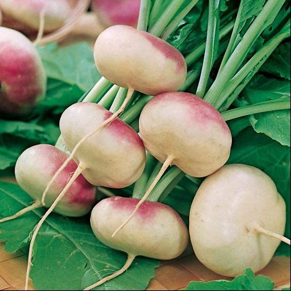 Turnip Purple Top Milan (1750 Seeds) FG