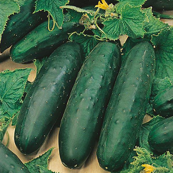 Cucumber Marketmore (25 Seeds) FG