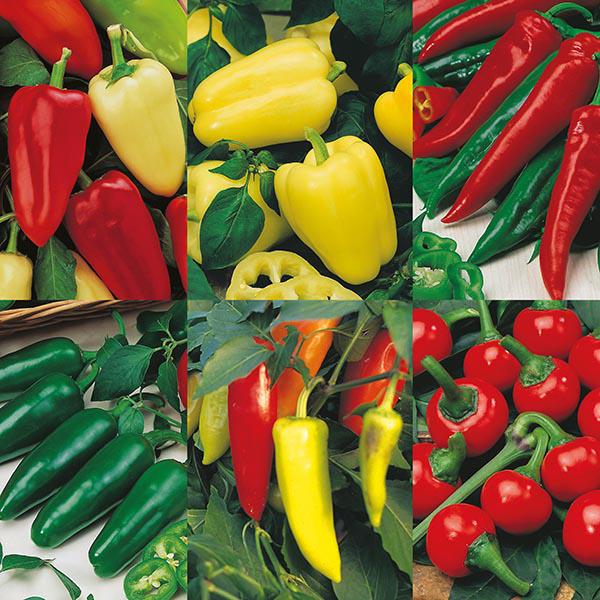 Mixed Peppers (145 Seeds) FG
