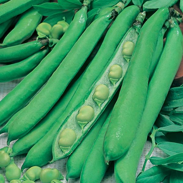 Broad Bean Masterpiece Green Longpod (45 seeds)
