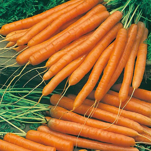 Carrot Amsterdam 2 (1500 Seeds) FG