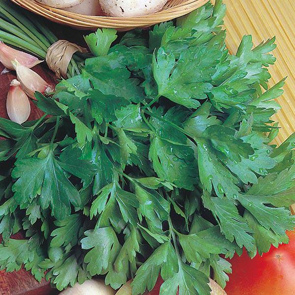 Parsley Giant Of Italy (750 Seeds) FG