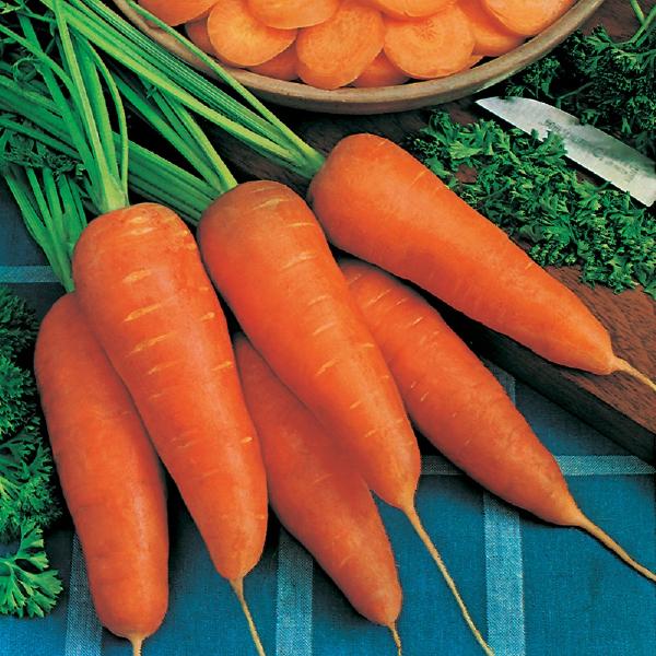 Carrot Chantenay Red Core 2 (2000 Seeds) FG