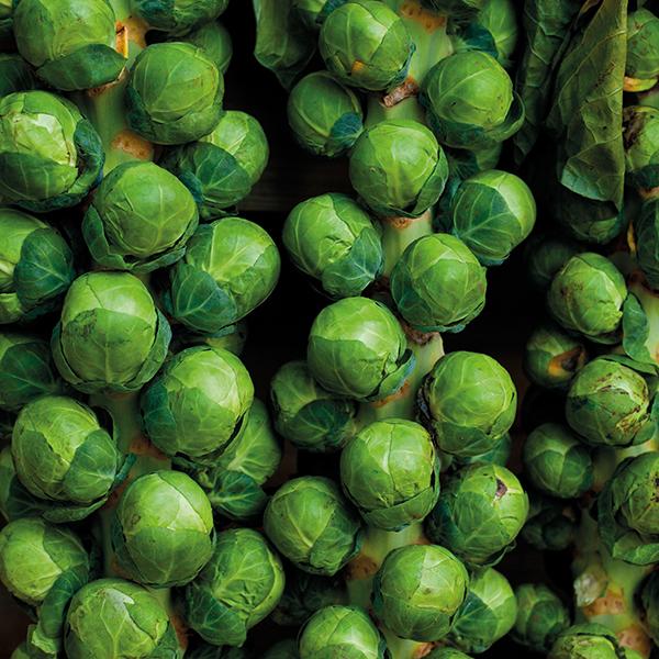 Brussels Sprout Brodie (40 Seeds) FG