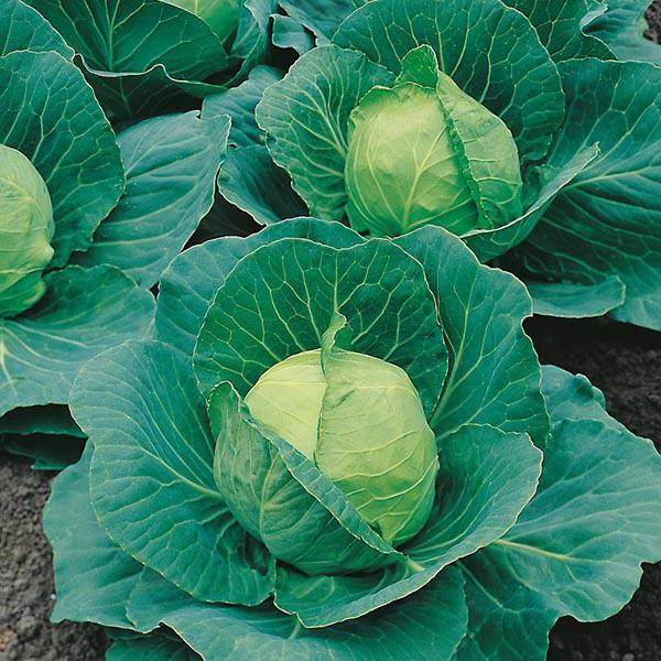 Cabbage Golden Acre (500 Seeds) FG