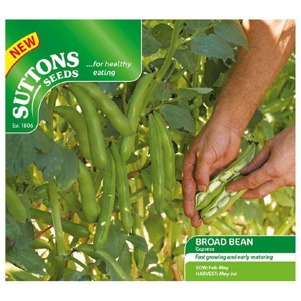 Broad Bean Express (35 Seeds)