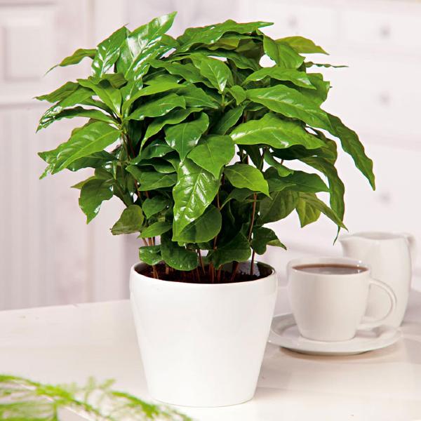 Coffee Plant Barista (10 Seeds)