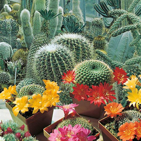 Cactus Flowers of the Desert (30 Seeds) FG
