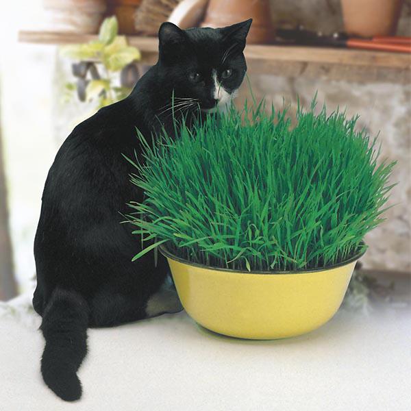 Cat Grass (25g)