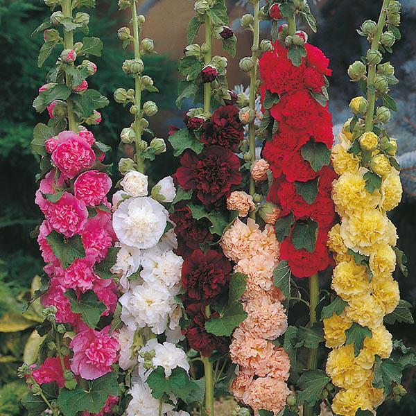 Hollyhock Chaters Double (50 Seeds) FG