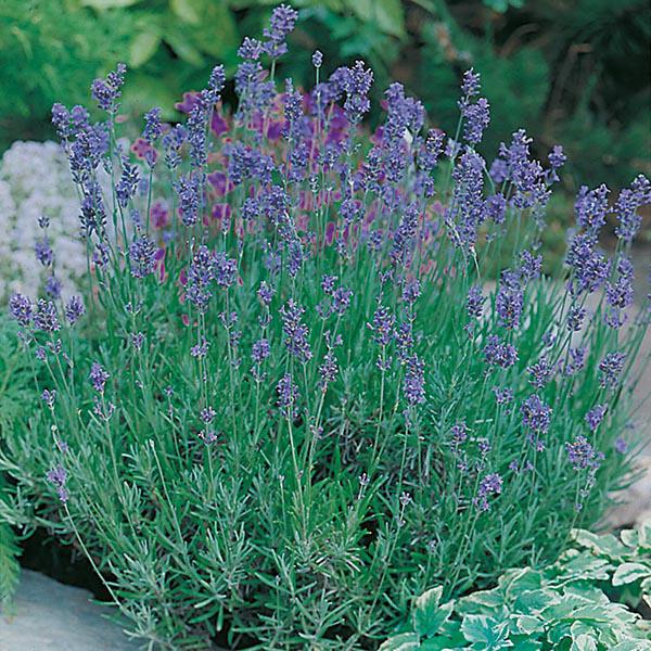 Lavender Munstead (150 Seeds) FG