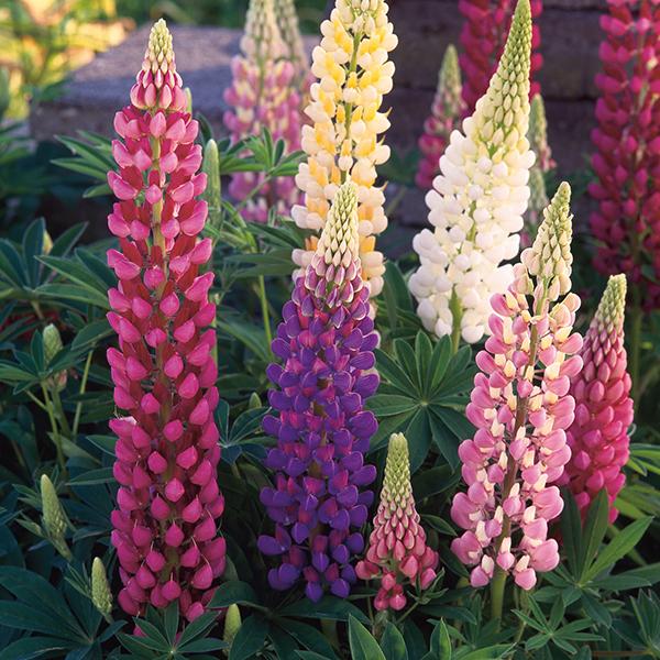Lupin Festival Mix (30 Seeds) FG