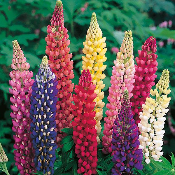 Lupin Russell Mix (75 Seeds) FG