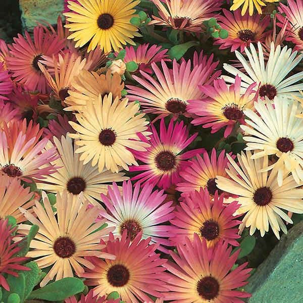 Mesembryanthemum Mix (2000 Seeds) FG | Livingstone Daisy