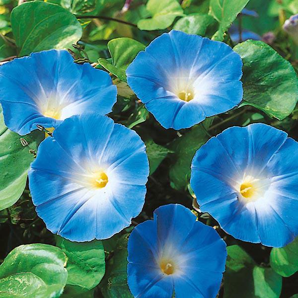 Morning Glory Heavenly Blue (45 Seeds) FG
