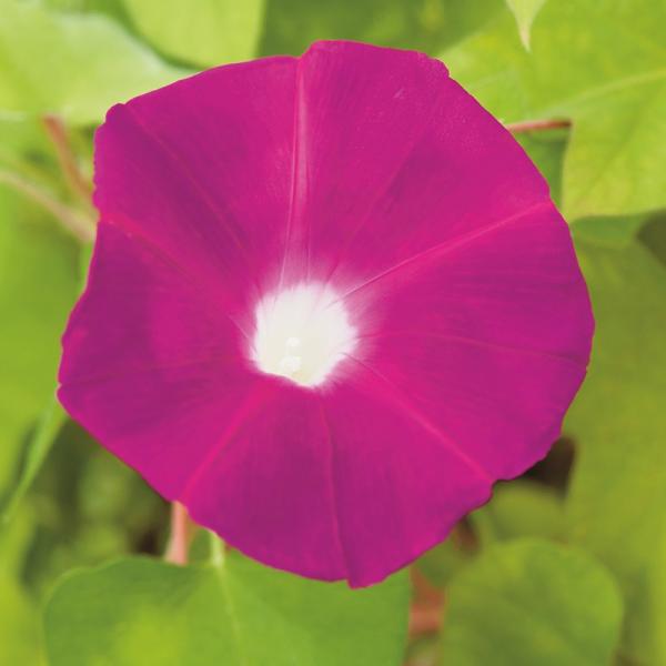 Morning Glory Party Dress (30 Seeds) FG