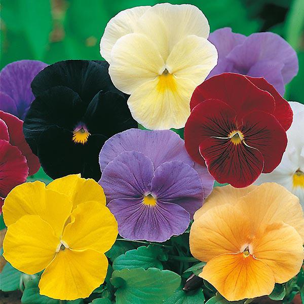 Pansy Clear Crystals (120 Seeds)