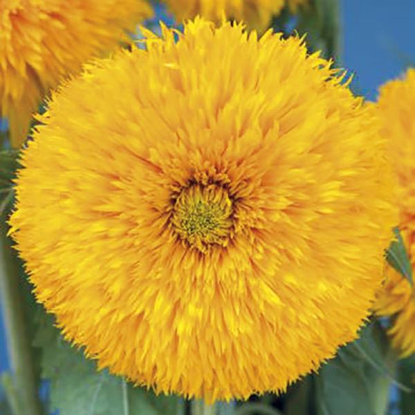 Sunflower Sun King (20 Seeds) FG