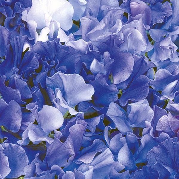 Sweet Pea Singing the Blues (25 Seeds) FG