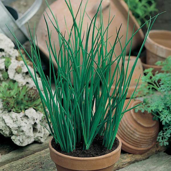 Chives (750 Seeds) FG