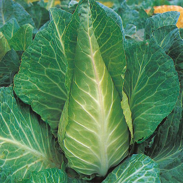 Cabbage Filderkraut (350 Seeds) FG