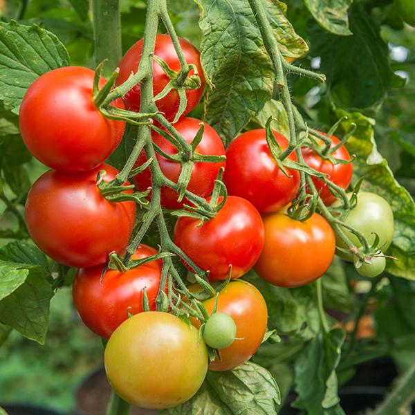 Tomato Shirley (10 Seeds) FG