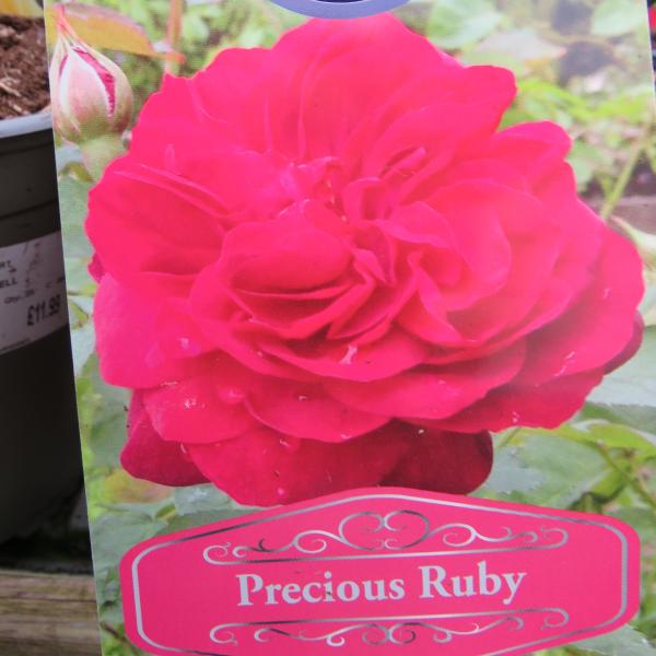 Precious Ruby (Floribunda)