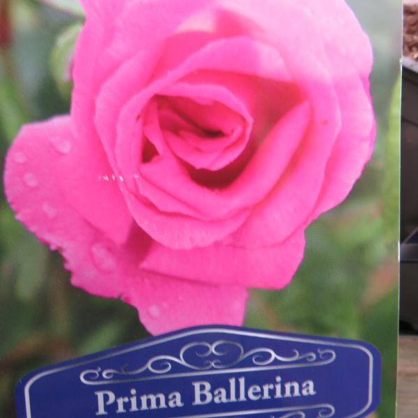 Prima Bellerina (Hybrid Tea)