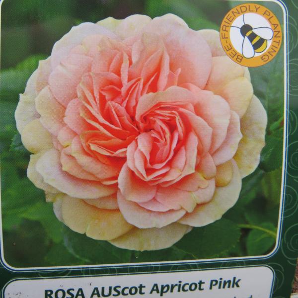 AUScot Apricot Pink (English Rose)