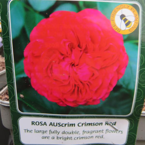 AUScrim Crimson Red (English Rose)