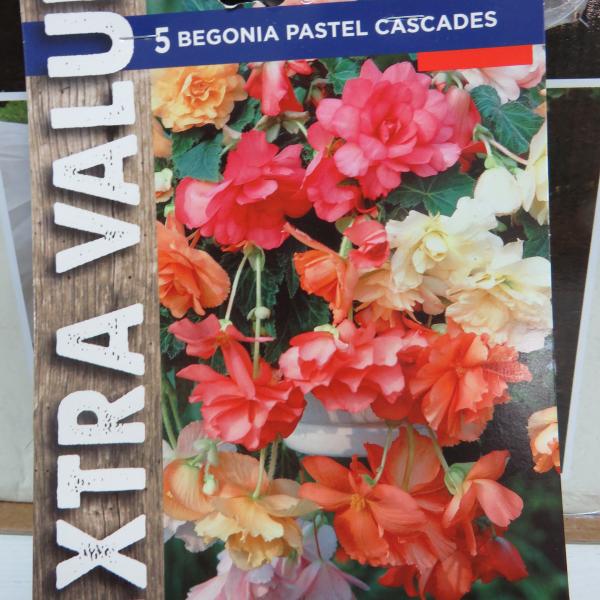 Begonia Pastel Cascades (5)