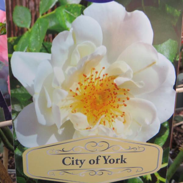 City of York (Climbing)