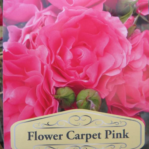 Flower carpet Pink (Climbing)